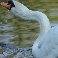 Анна Орлова