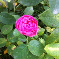 Женечка Головкина, 15.04.1988, Москва