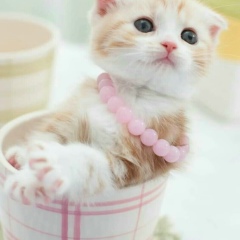 Ko Gyi, 03.04.1969, Yangon