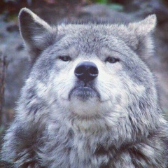 Emp Mohmad, 29.01.1997, Грозный