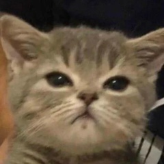 Arsan Cantona, 25.06