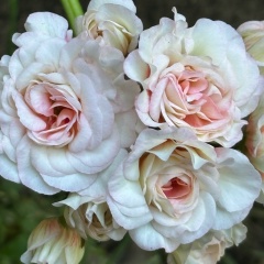 Ольга Зинькова, 28.05, Павловский Посад