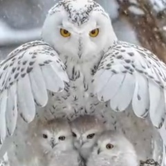 Ольга Лукоянова, Сергиев Посад