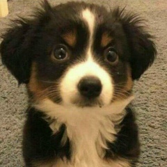 Андрей Елагин, Зеленоград