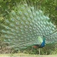 ကိုကို ႀကီးသန္, 08.08.1988