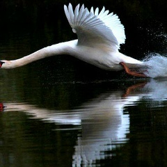 Игорь Лебедев, 01.01