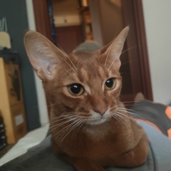 Дмитрий Румянцев, 11.05, Санкт-Петербург