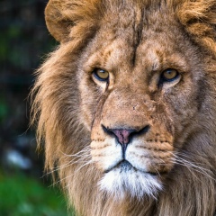 Osman Ablaev, 14.10.1985, Симферополь