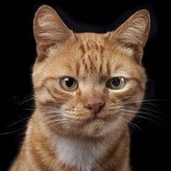 Антон Сергеевич, Первоуральск