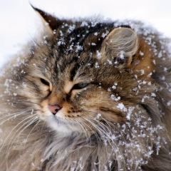 Артём Королёв, Семей
