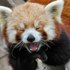 Red Panda, Минск