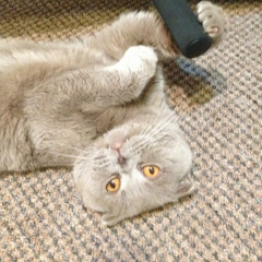 Антон Витальевич, 25.05.1985, Днепр (Днепропетровск)