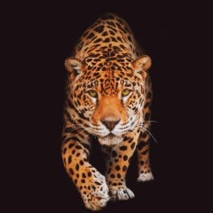 Kanibrk Kim, 06.02.1989