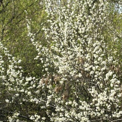 Султангалий Косназаров, 04.01.1987