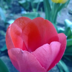 Ольга Журавлева