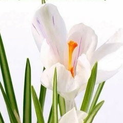 Евгения Белоус, 11.09.1985, Москва