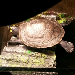 Ерлан Омаров, 12.03, Алматы