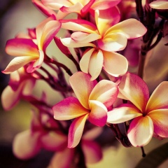 Сауле Пиржан, 21.09.1992, Шымкент