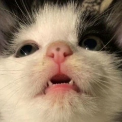 Карина Дурнева, 23.11, Москва