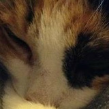 Elena Frati, 25.12.1967