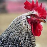 Marcos B-Galo, 20.06.1996