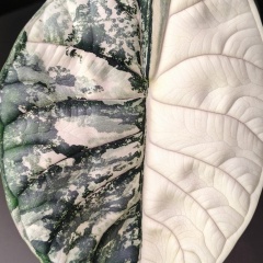 Эльдар Алоказиев, Нальчик