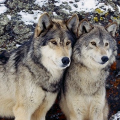 Нурсултан Алтын, 30.12.1992, Актау