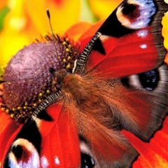 Евгений Мингалиев, 01.07.1985, Екатеринбург