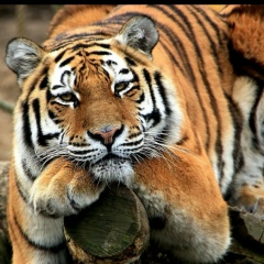 Ирина Колобова, 07.04.1974, Калининград