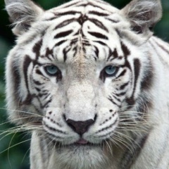 Никита Покидко, 04.06.1985, Санкт-Петербург