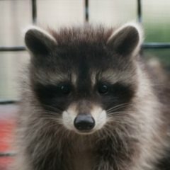 Анатолий Компаниец, 07.04.1985, Москва