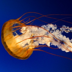 Osmann Kahveci, 25.02.1988, Adana