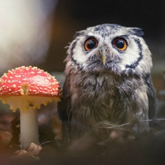 Ярослав Солов'єнко, 16.07.2000, Маньковка