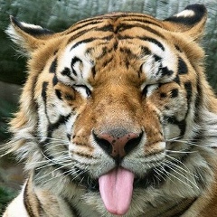 Сергей Столяров, 17.08.1986, Delmenhorst