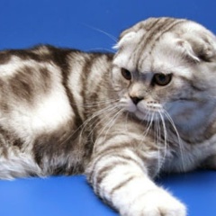 Николай Зубов, 26.07, Липецк