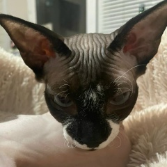 Инга Берестовая, 22.10.1916, Москва