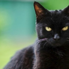 Roma Roma, 27.07, Neves