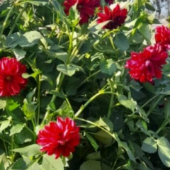 Ольга Зуева, 28.07, Великий Новгород