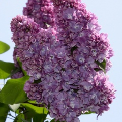 Лариса Бугель, 29.07, Санкт-Петербург