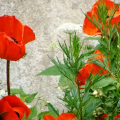 Мария Смирнова, 23.06.1980, Санкт-Петербург