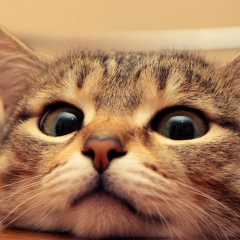 Анастасия Мазина, 15.01.1992, Москва