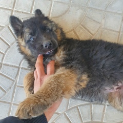 Alpamis Berdaxov, 07.03.1994, Ташкент