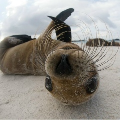 Ира Белотелова, 31.01.1989, Москва