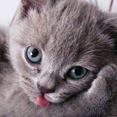 Илья Бронников, 09.02.1991, Рига