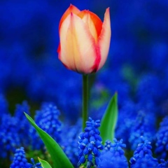 Марина Кади, Bremen