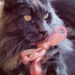 Александра Коробкина, 23.12, Оренбург