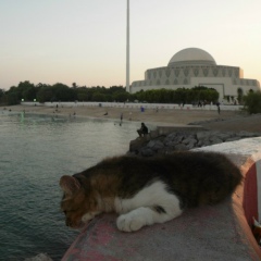 Мадина Алиман, 13.03