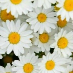 Лена Фархетдинова, 18.01.2004, Москва