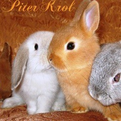 Анна Харламова, 24.12, Санкт-Петербург