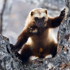 Курбан Азимов, 06.10.1982, Термез